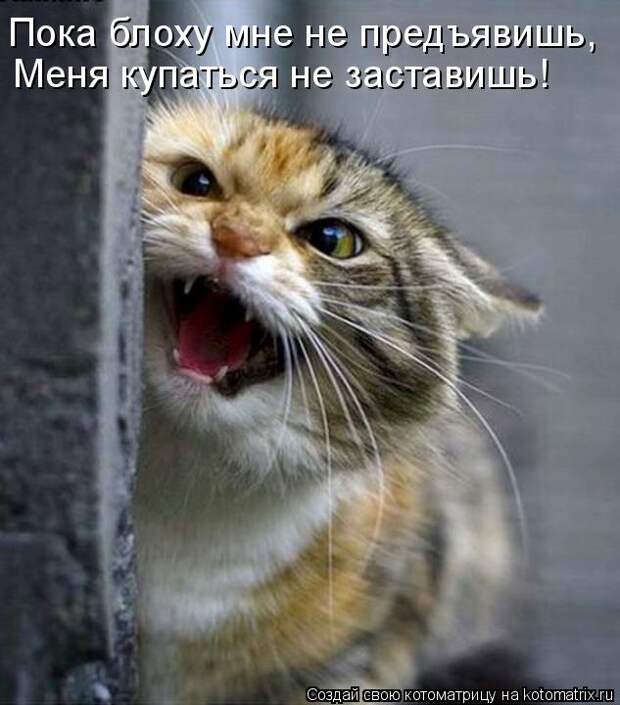 Котоматрица: Пока блоху мне не предъявишь, Меня купаться не заставишь!