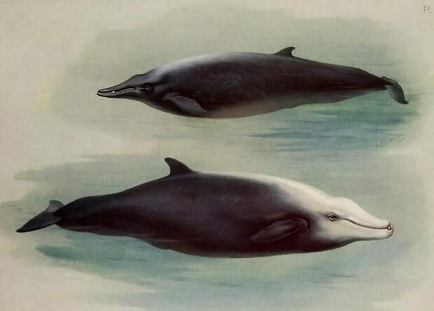 Клюворыл провел под водой рекордные три часа сорок две минуты