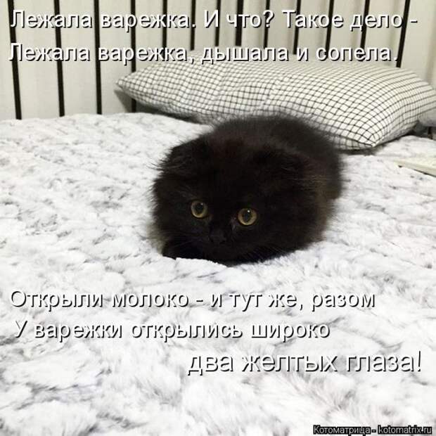 Лучшие котоматрицы недели (50 фото)
