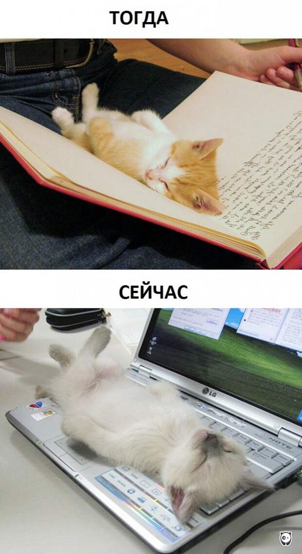 Как изменилась жизнь котов с появлением современных технологий животные, прикол