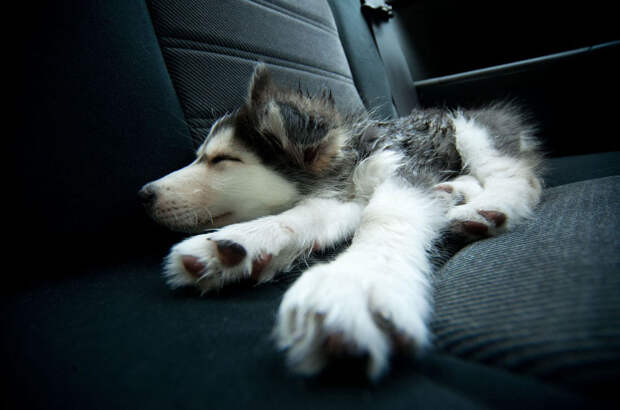 Щенок хаски спит в машине
