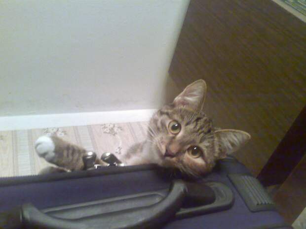 кот