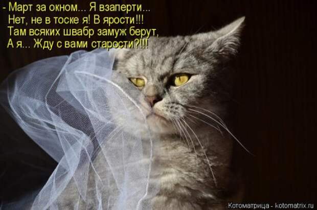 Свежая котоматрица (22 шт)