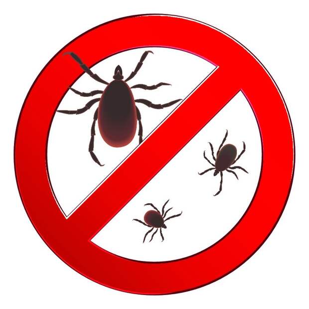 6 эффективных способов избавиться от насекомых в вашем доме