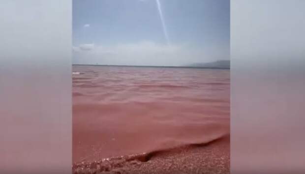 Тонны мёртвых креветок покрыли побережье Омана