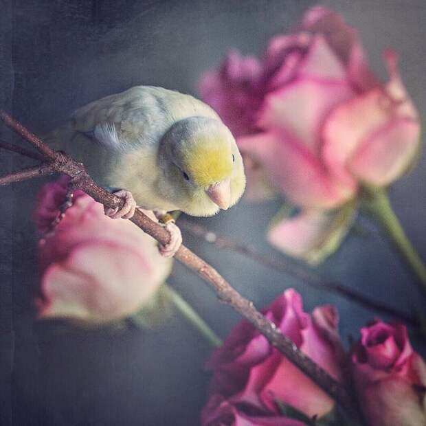 Фото влюбленных пастельных попугаев, которые растопят ваше сердечко животные, красота, милота, попугай, природа, птичка
