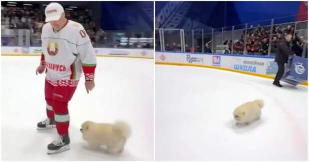 Шпиц Умка вышел на лёд вместе с Александром Лукашенко