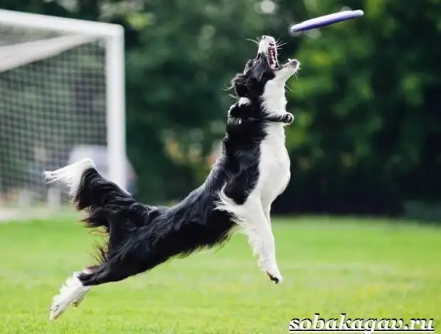 Фрисби для собак. Что это такое, виды и цена тарелки фрисби