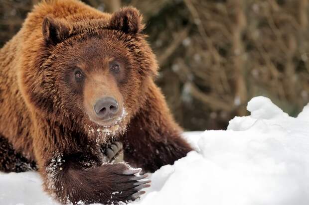 Медведь забрал два ружья у охотника животные, зима, избушка, медведь, оружие, охотник, ружье, тайга