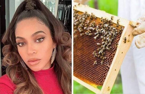 Бейонсе занимается пчеловодством