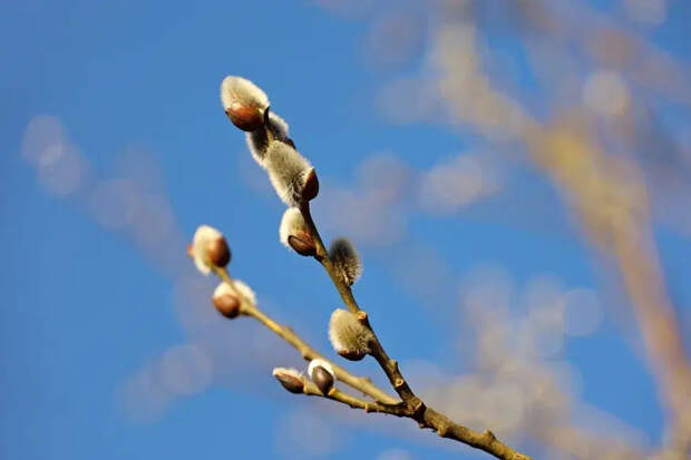 Закопать, сжечь самому или отнести в храм: что делать с веточками вербы после Вербного воскресенья