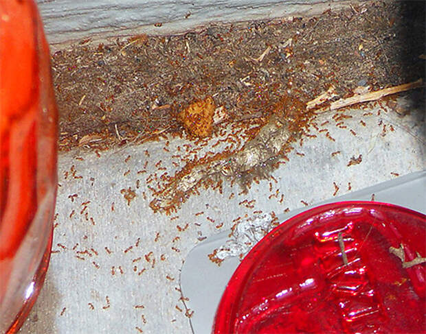 Фараоновы муравьи могут повреждать продукты питания в доме