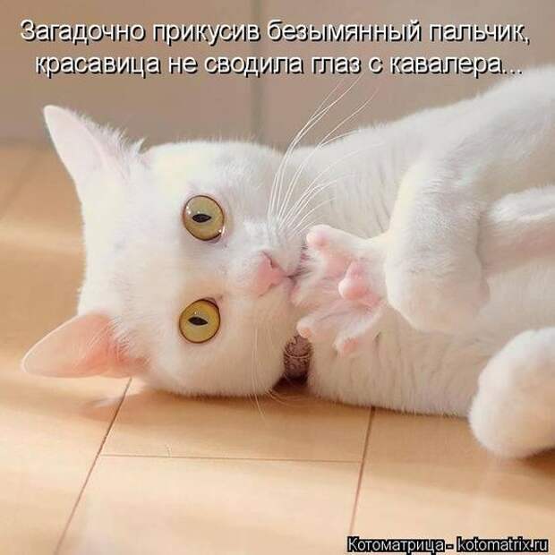 Лучшие котоматрицы недели (50 фото)
