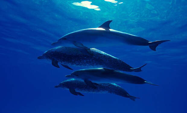 Киты и дельфины живут океанах в соленой воде, а пьют пресную. Разбираемся, где они ее находят