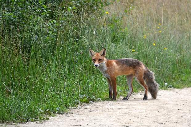 Рыжая лисица (Vulpes vulpes)