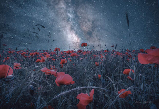 Night flowers by Julien Meyrat on 500px.com