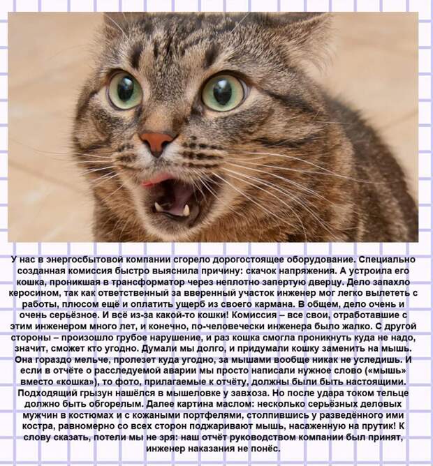 Текст песни кошка беспородная
