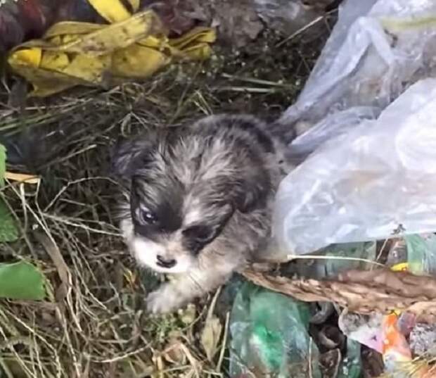 «Заберите меня домой!»: в куче грязи и мусора копошился крохотный дрожащий щенок, которого кто-то выбросил