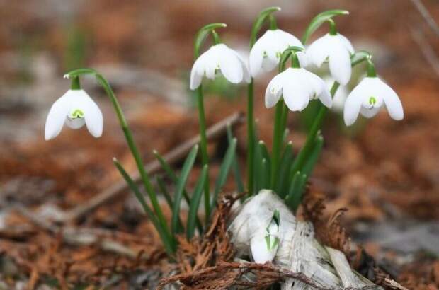 Штраф или тюрьма: какое наказание грозит за   продажу подснежников