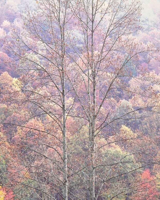 Лес в Западной Вирджинии. Автор Кристофер Бёркетт