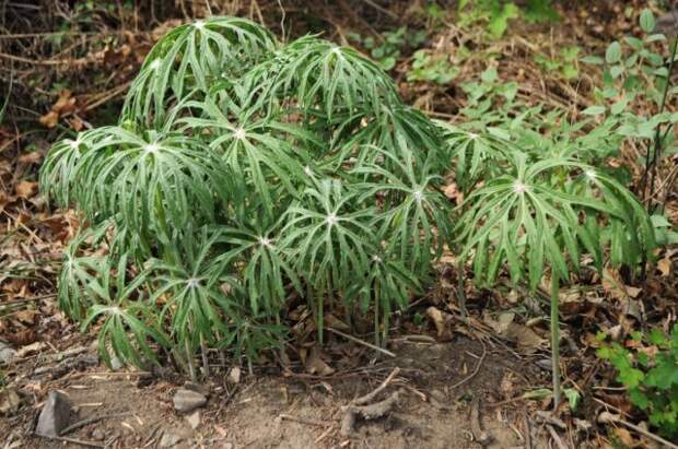 Какалия аконитолистная (Syneilesis aconitifolia) летом