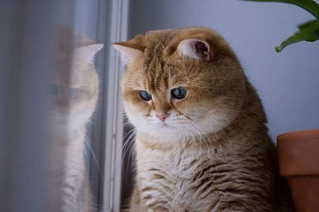 Коты, смотрящие в окно коты, окно, фотографии