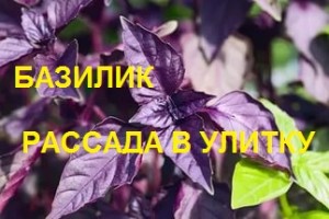 базилик РАССАДА В УЛИТКУ