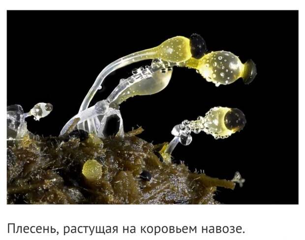Невероятные фотографии под микроскопом Микроскоп, Макросъемка, Интересное, Длиннопост