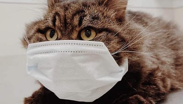 Подольчан попросили не выбрасывать кошек и собак с животным коронавирусом