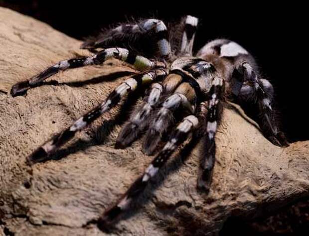 Какой паук самый большой на Земле — фото и описание крупнейших пауков планеты