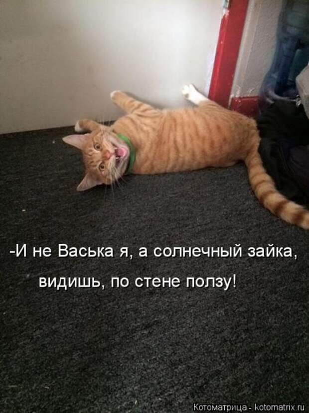 Свежая котоматрица для всех (33 фото)