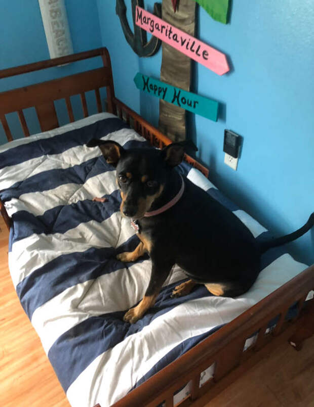собака на отдельной кровати