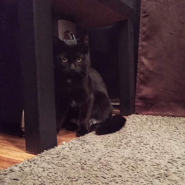 черная кошка сидит под столом