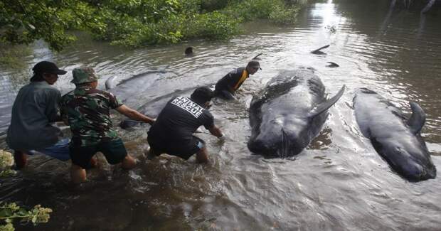 Десятки китов выбросились на берег в Индонезии индонезия, киты, спасение