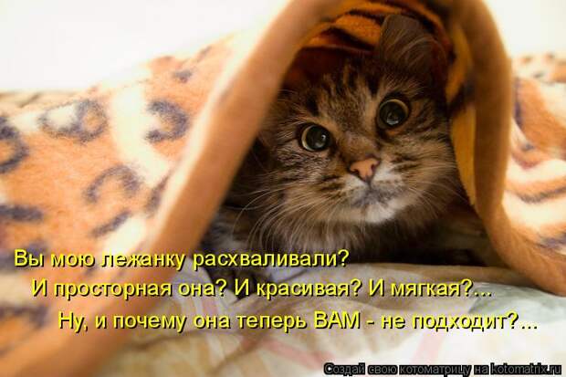 Котоматрица: Вы мою лежанку расхваливали? И просторная она? И красивая? И мягкая?... Ну, и почему она теперь ВАМ - не подходит?...
