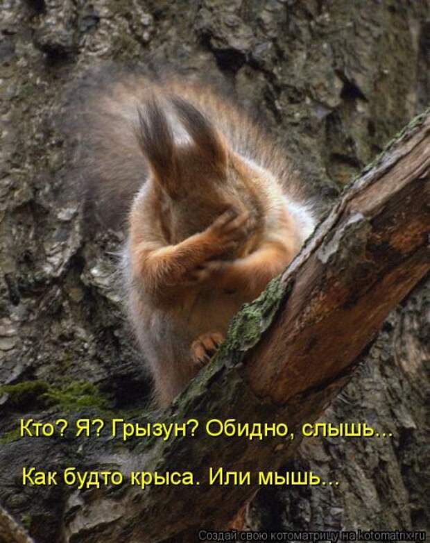 Лучшие котоматрицы недели (50 фото)