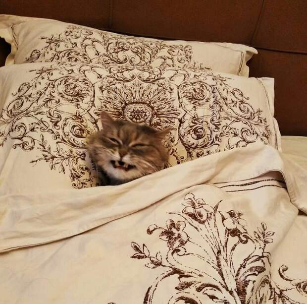 22 фото, которые стали смешными только благодаря подписям людей в интернете