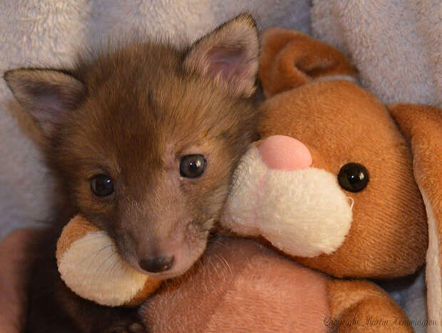 Спасенный детеныш лисы не расстается со своей игрушкой — плюшевым кроликом