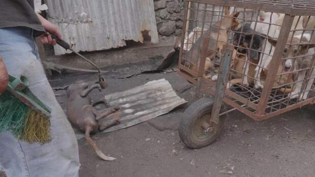 Индонезийский рынок, где продают мясо кошек и собак