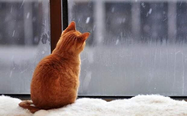 Коты, смотрящие в окно коты, окно, фотографии