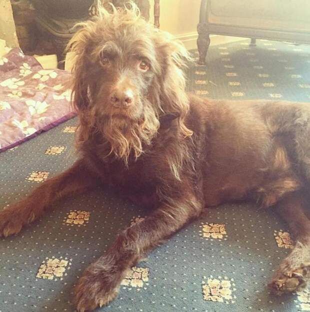 собаки похожие на людей, собаки которые ведут себя как люди 