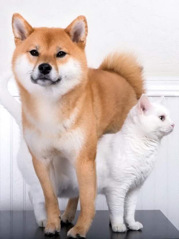 Кот и пёс  кот, кошка, пёс, собака