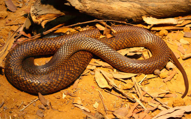 Самая агрессивная австралийская змея, даже при малейшей угрозе она начинает защищаться, а не бросается в бегство.