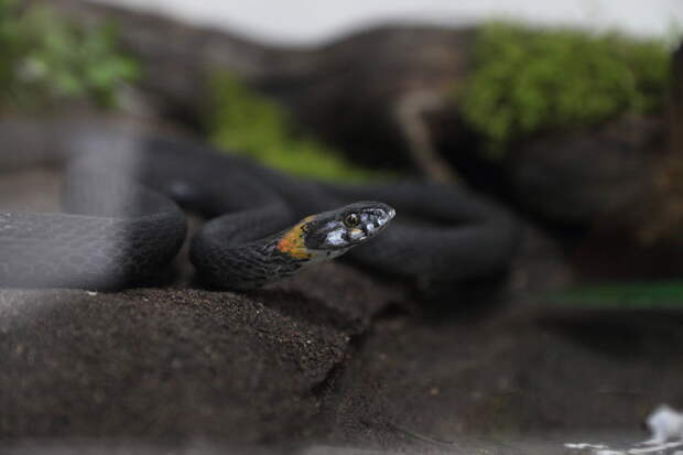 Кара еланны тузбаштан ничек аерырга?