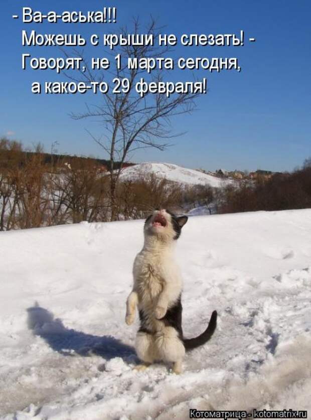 Новая котоматрица (38 фото)
