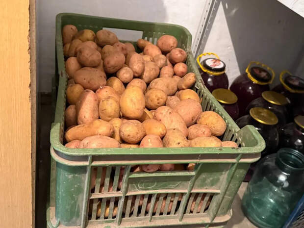 Ни заморозки, ни дожди не страшны: 6 ранних сортов картофеля, которые не подведут