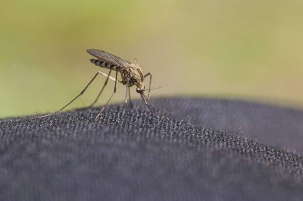 Биолог Марьинский пообещал лето без аномального нашествия комаров