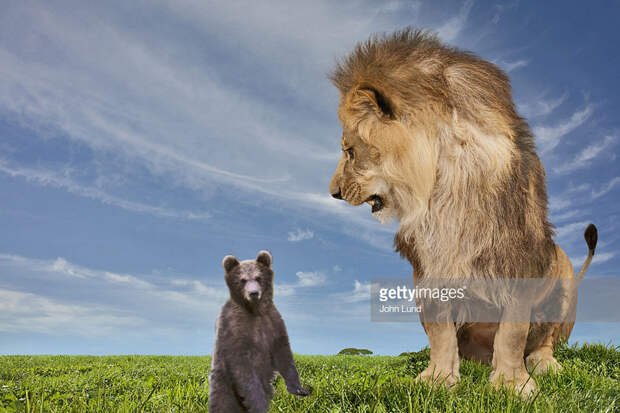 Lion-Bear