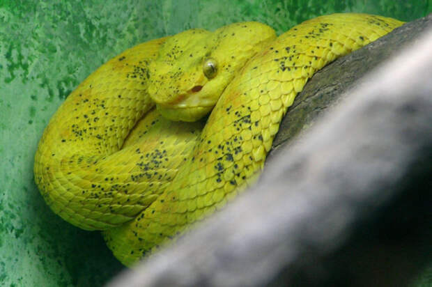 Змея тропических лесов, типичный хищник, нападающий из засады.