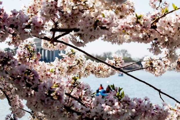 От Азии до Америки: 12 ярких фотографий о том, что весна наконец-то пришла